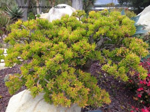 Crassula protulacea 'Gollum'